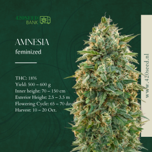 amnesia thc seeds - 420seed